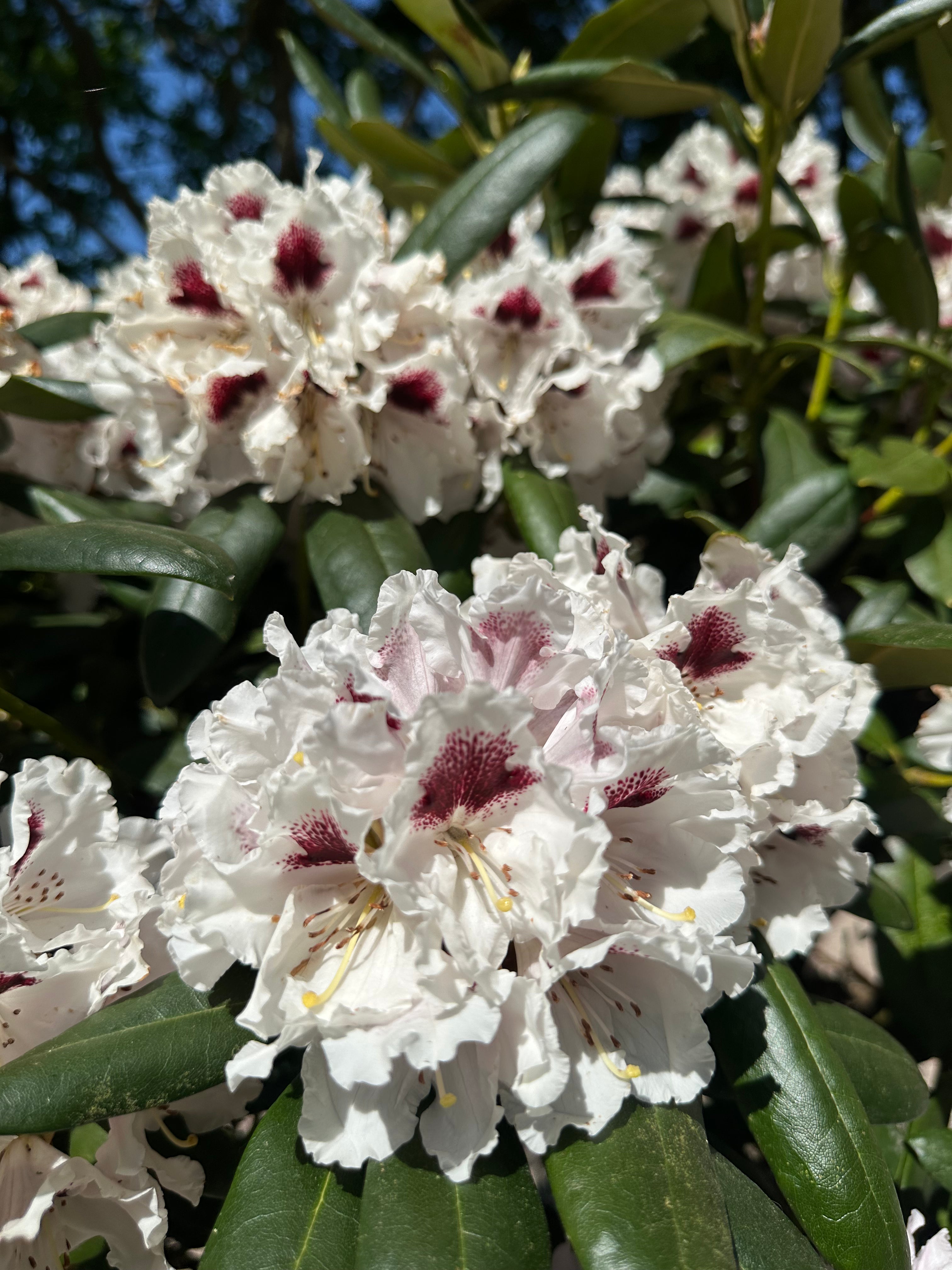 Nærbillede af de hvide blomsterklaser på en opstammet Rhododendron yakushimanum Annika.