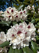 Nærbillede af de hvide blomsterklaser på en opstammet Rhododendron yakushimanum Annika.
