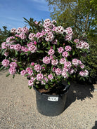 Et lille opstammet rhododendrontræ med en kompakt, rund krone dækket af et overdådigt flor af lyserøde blomster.