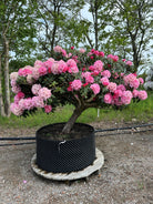 Opstammet Rhododendron yakushimanum Arabella i fuld blomst med iøjnefaldende rosa blomster.