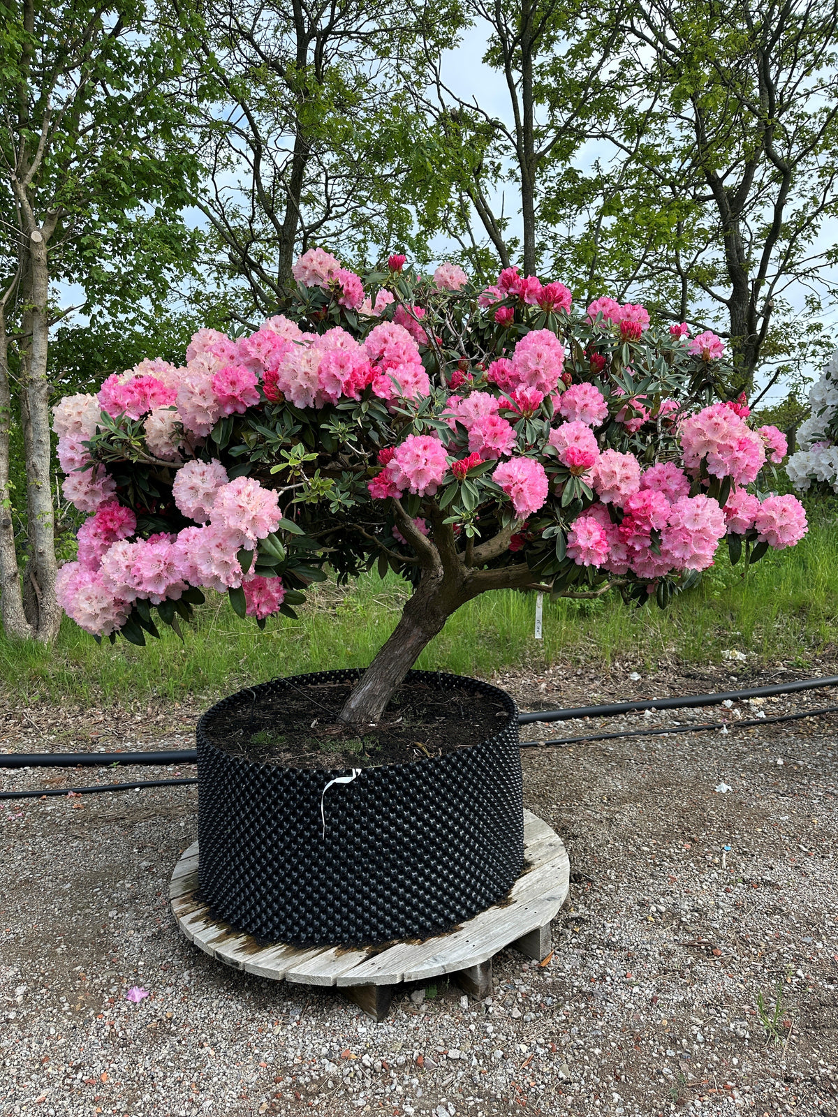 Opstammet Rhododendron yakushimanum Arabella i fuld blomst med iøjnefaldende rosa blomster.