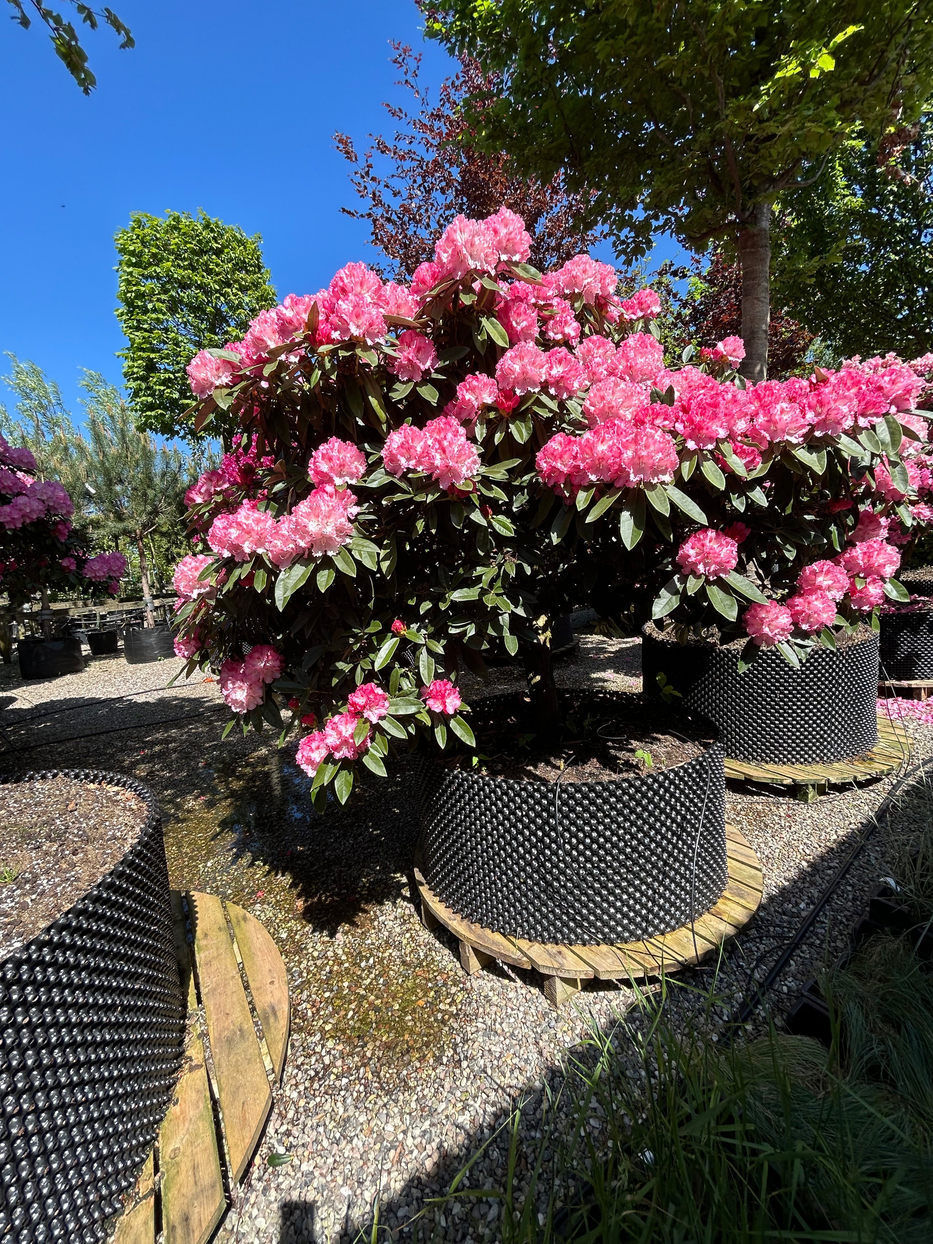 Opstammet Rhododendron yakushimanum Arabella i fuld blomst med iøjnefaldende rosa blomster.