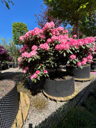 Opstammet Rhododendron yakushimanum Arabella i fuld blomst med iøjnefaldende rosa blomster.