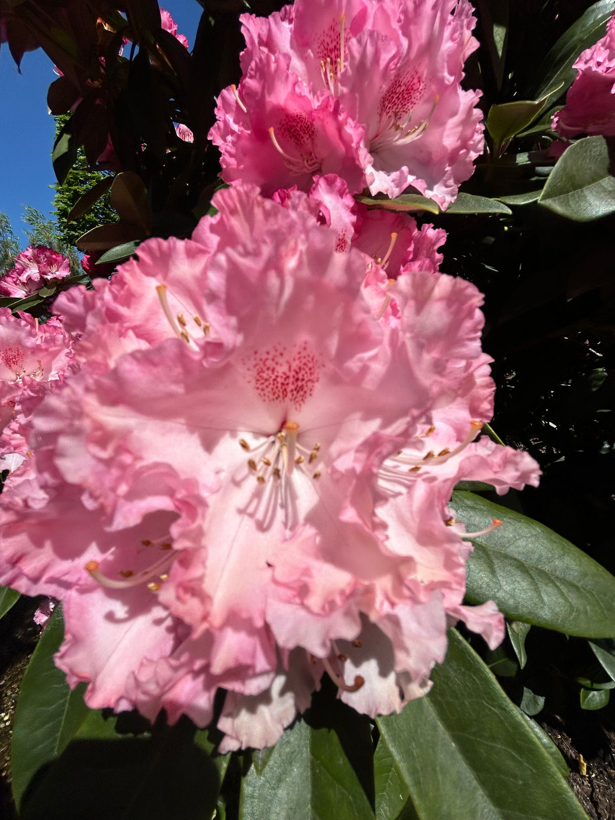  En tæt klase af tragtformede rosa forårsblomster med markant bølgede kanter på en Rhododendron yakushimanum Arabella.