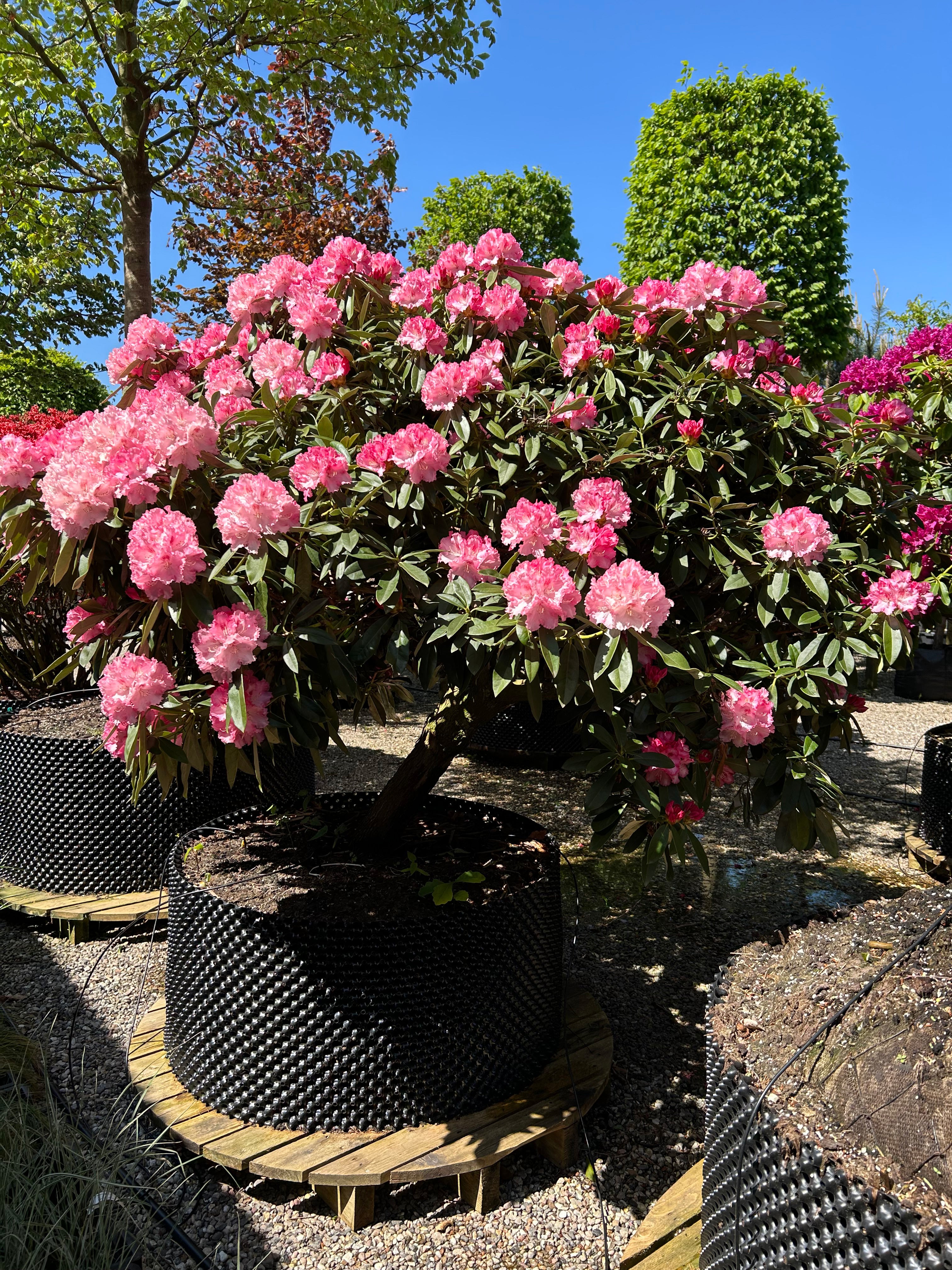 Opstammet Rhododendron yakushimanum Arabella i fuld blomst med iøjnefaldende rosa blomster.