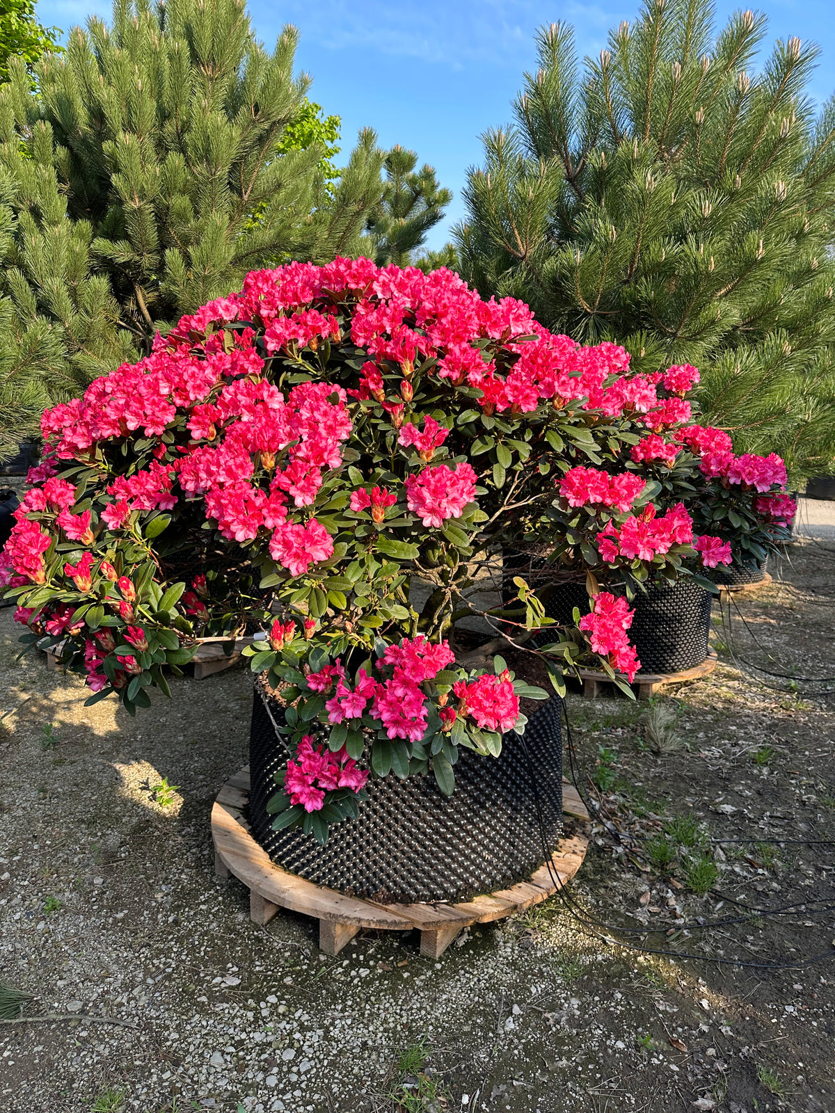 Multistammet Kerstine rhododendron i fuld blomst med et væld af lyserøde nuancer.