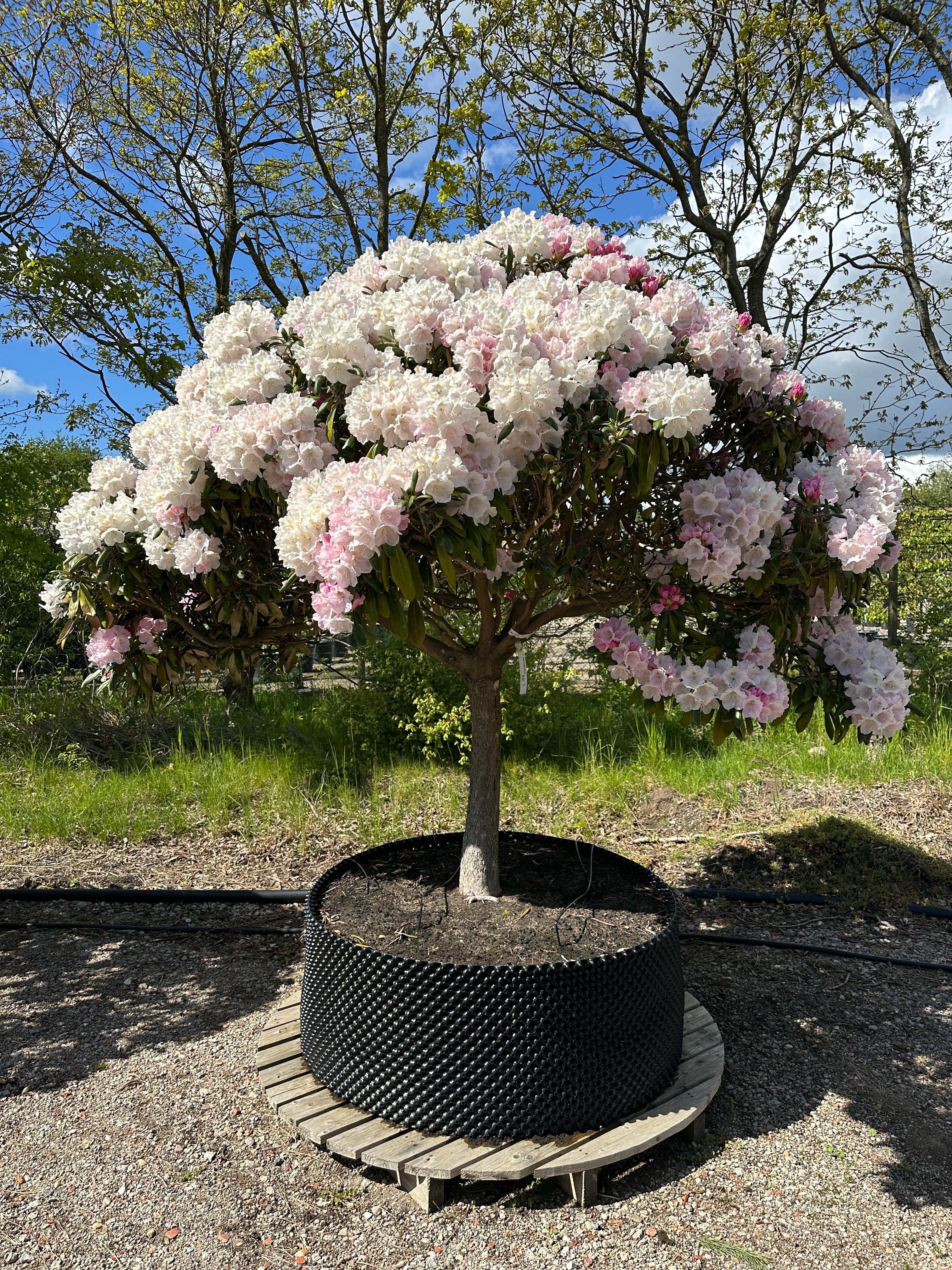 Opstammet Rhododendron 'Koichiro Wada' med en rund krone af mørkegrønne blade, hvide blomster og lyserøde knopper.
