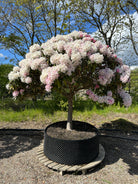 Opstammet Rhododendron 'Koichiro Wada' med en rund krone af mørkegrønne blade, hvide blomster og lyserøde knopper.
