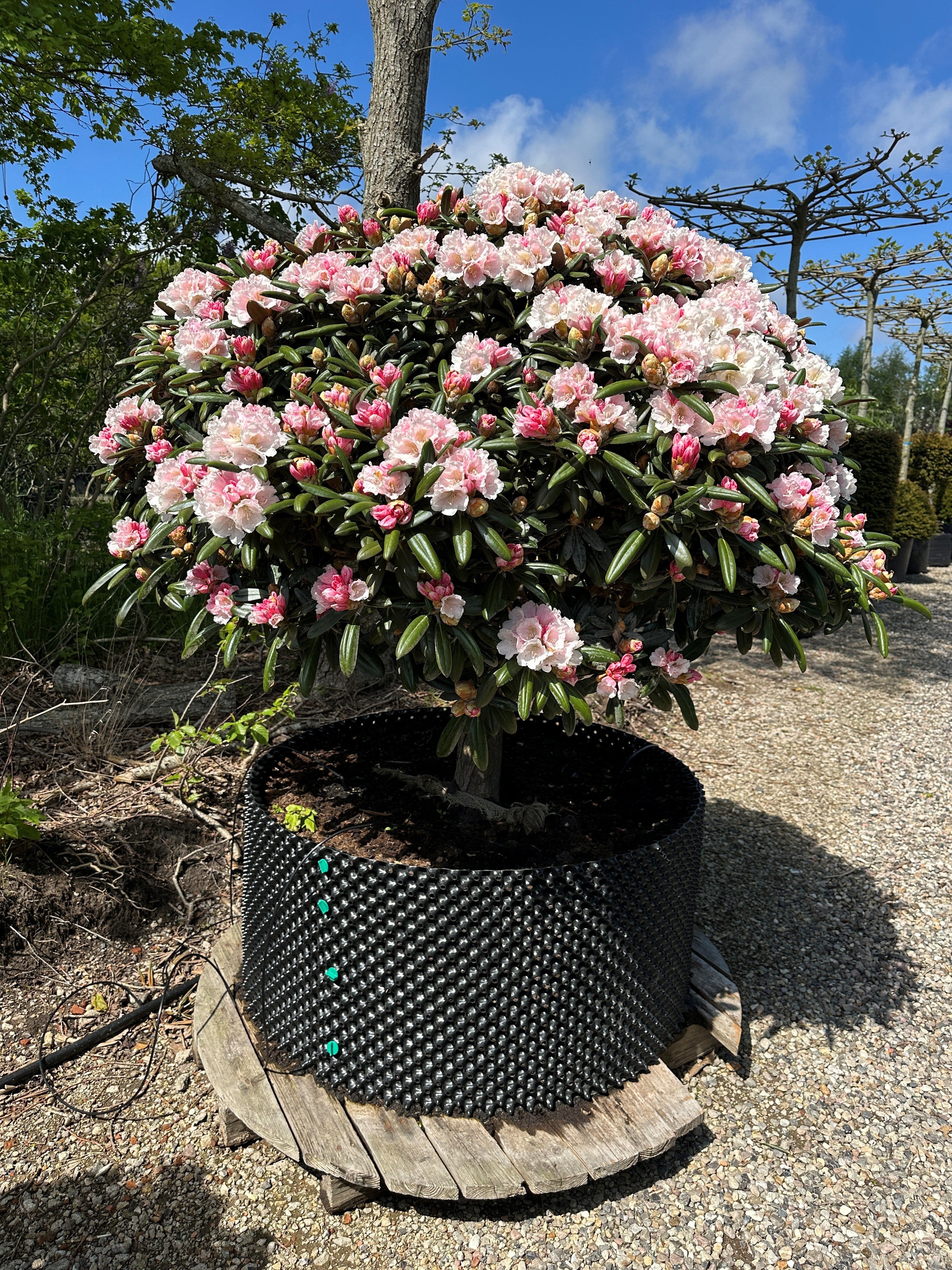 Opstammet Rhododendron 'Koichiro Wada' med en rund krone af mørkegrønne blade, hvide blomster og lyserøde knopper.