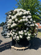 Rhododendron 'Mist Maiden' i fuld blomst med tætte klaser af lyserøde knopper og store, tragtformede hvide blomster.