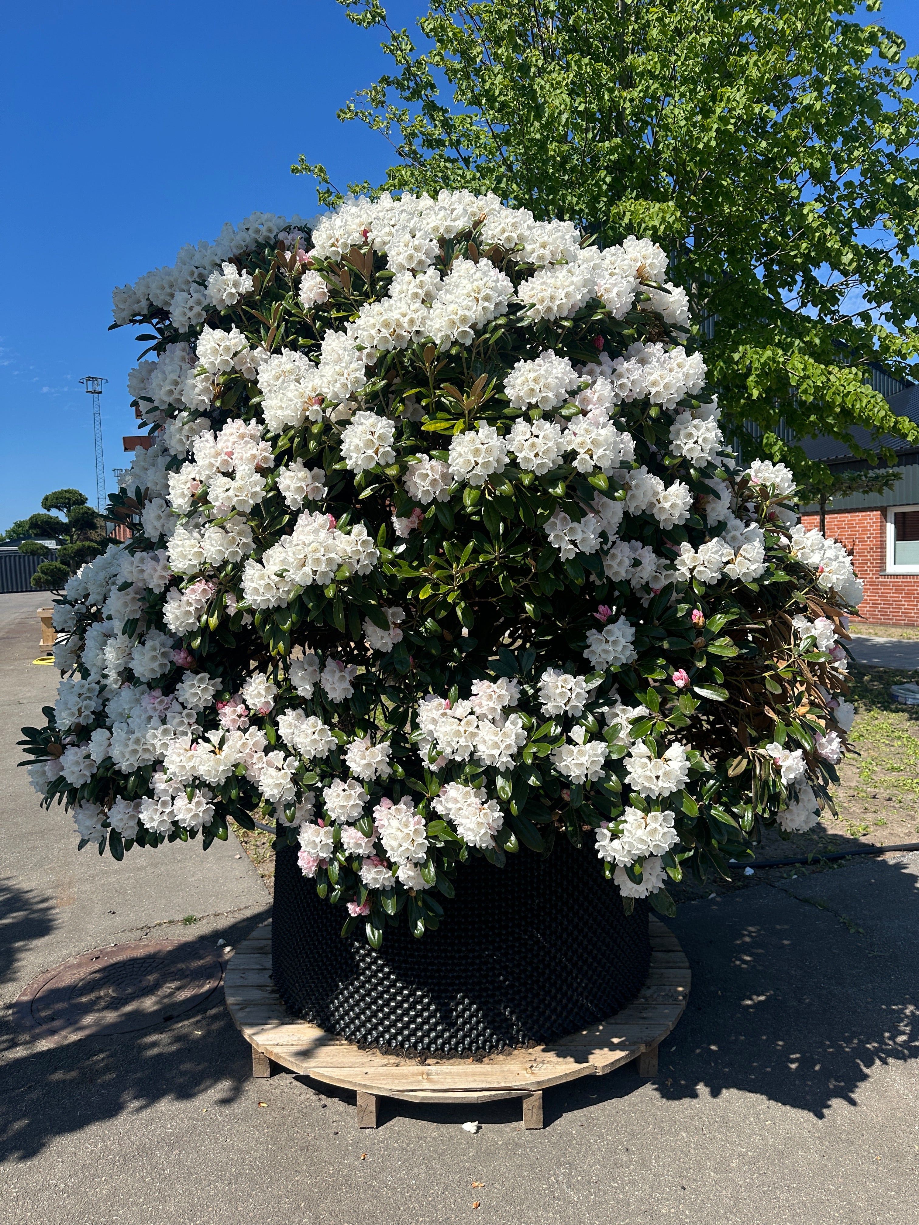 Rhododendron 'Mist Maiden' i fuld blomst med tætte klaser af lyserøde knopper og store, tragtformede hvide blomster.