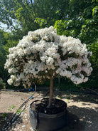 Opstammet Mist Maiden-rhododendron i fuld blomst med hvide blomsterklaser.