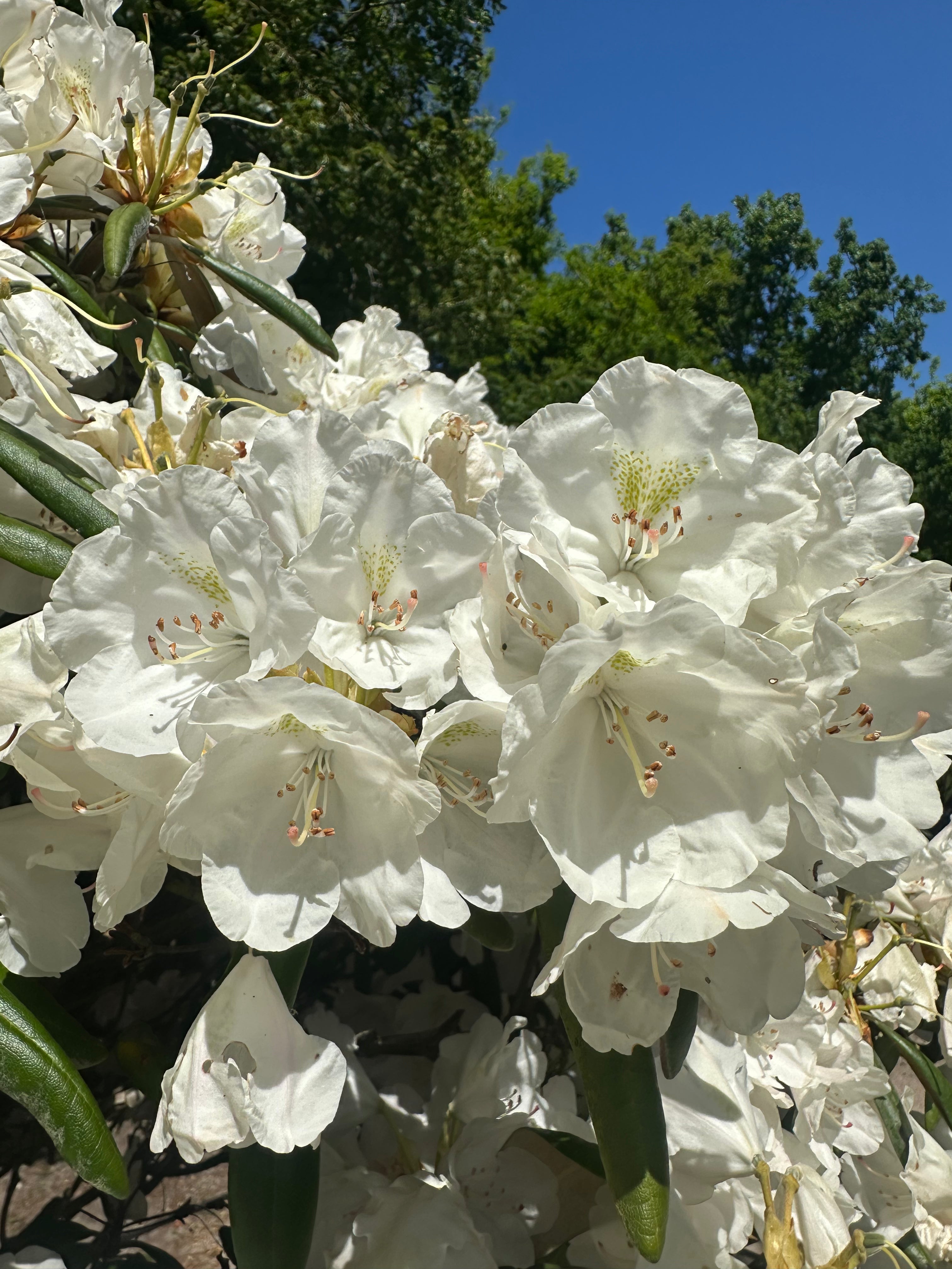 Store, snehvide blomsterklaser på en Mist Maiden rhododendron.