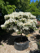 Opstammet Mist Maiden-rhododendron i fuld blomst med hvide blomsterklaser.