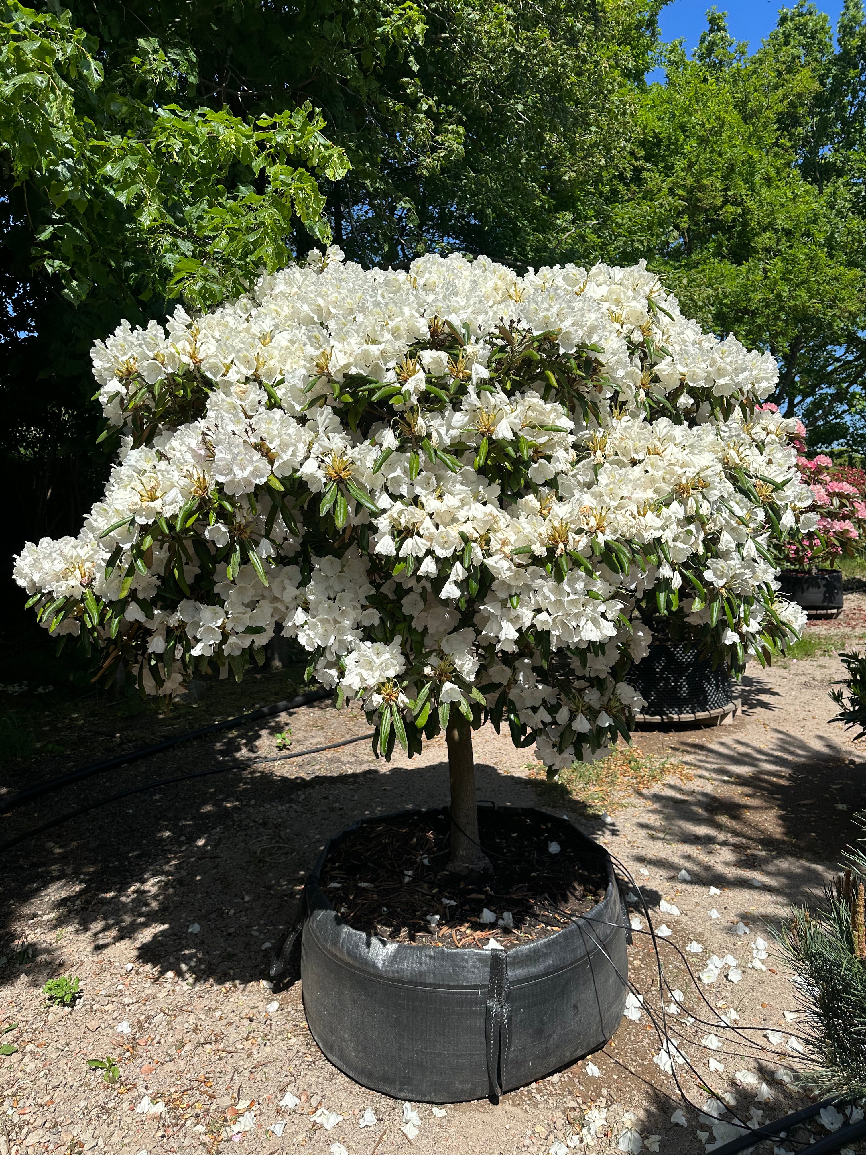 Opstammet Mist Maiden-rhododendron i fuld blomst med hvide blomsterklaser.
