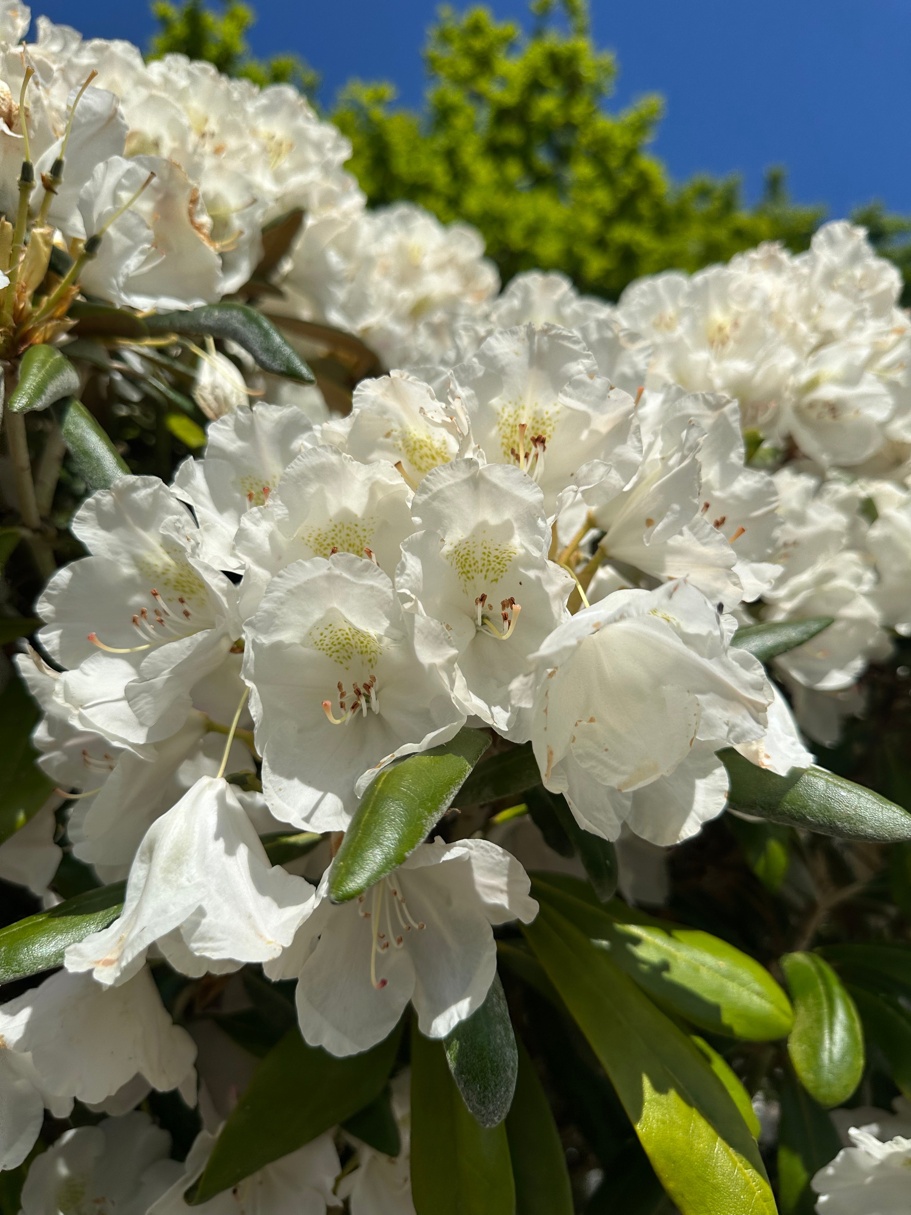 Et lille opstammet Rhododendron yakushimanum Mist Maiden-træ med en tæt, rund krone dækket af snehvide blomsterklaser.