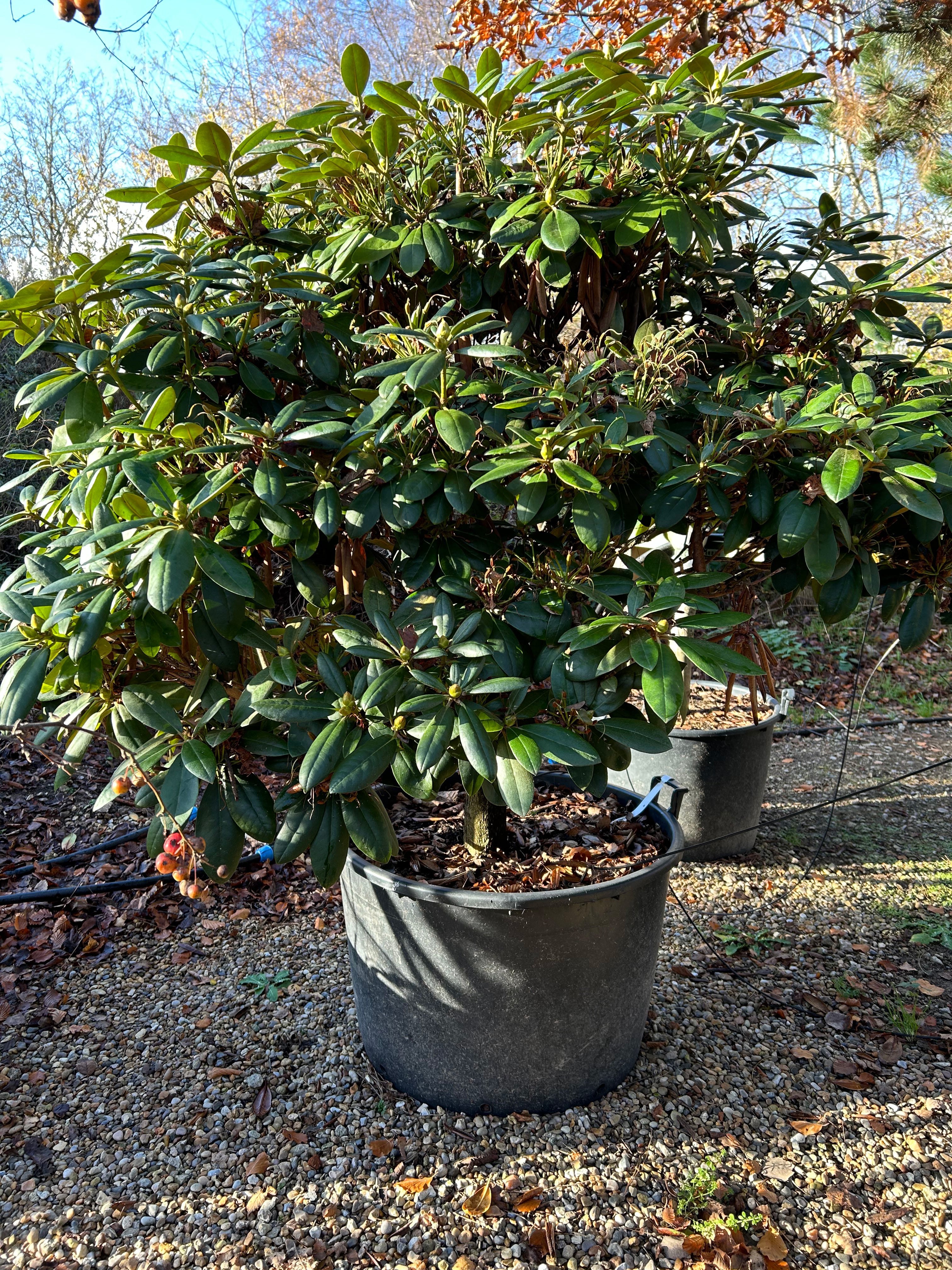 Opstammet rhododendron, Rhododendron yakushimanum Polaris, med en tæt og rundet krone.