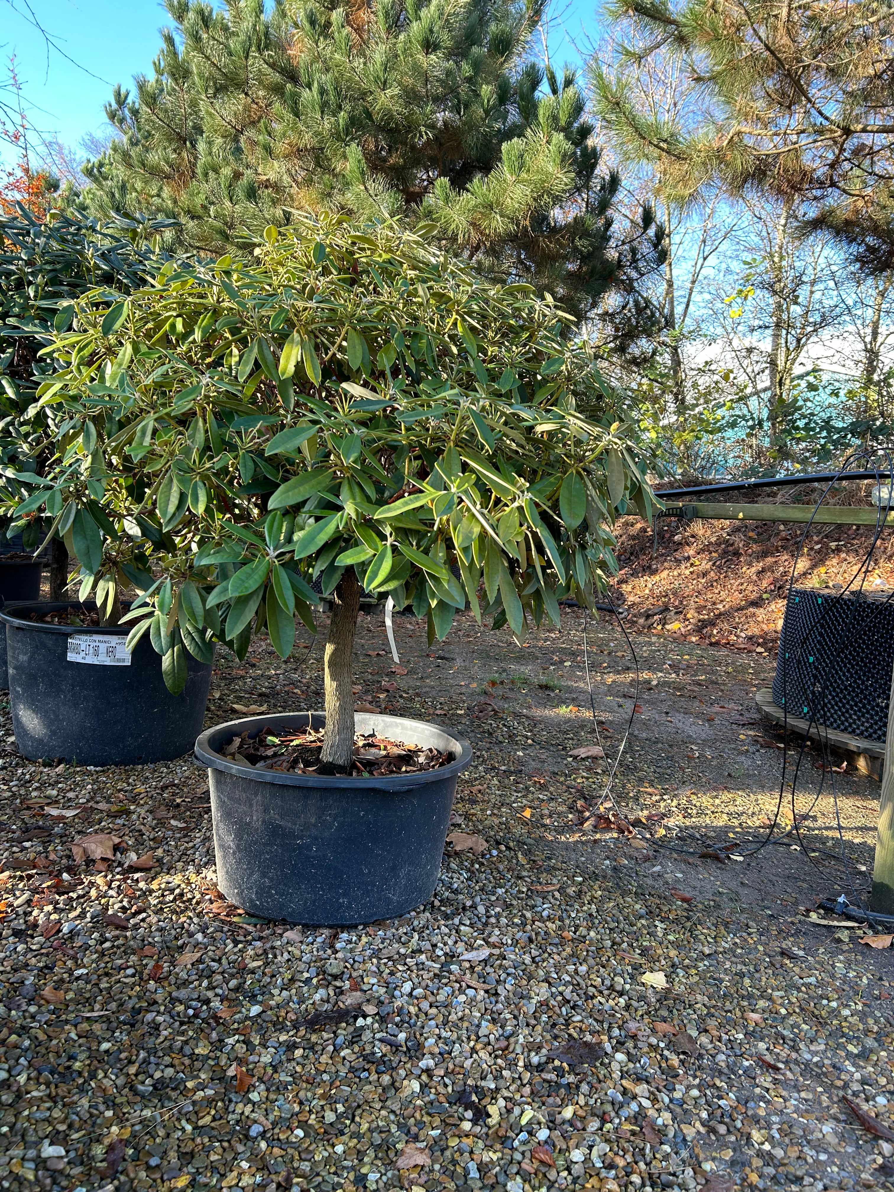 Halvstammet Rhododendron yakushimanum Polaris surbundsplante. Ses med frodige grønne blade i sort potte. 