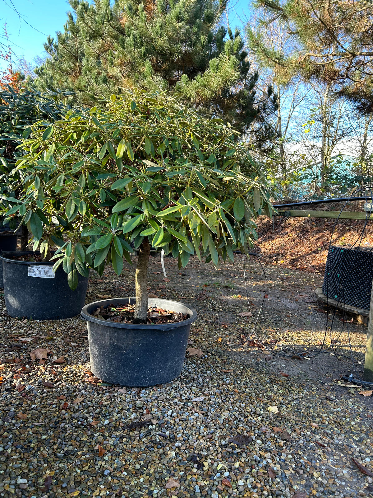 Halvstammet Rhododendron yakushimanum Polaris surbundsplante. Ses med frodige grønne blade i sort potte. 