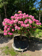Opstammet Rhododendron yakushimanum Polaris i blomst.