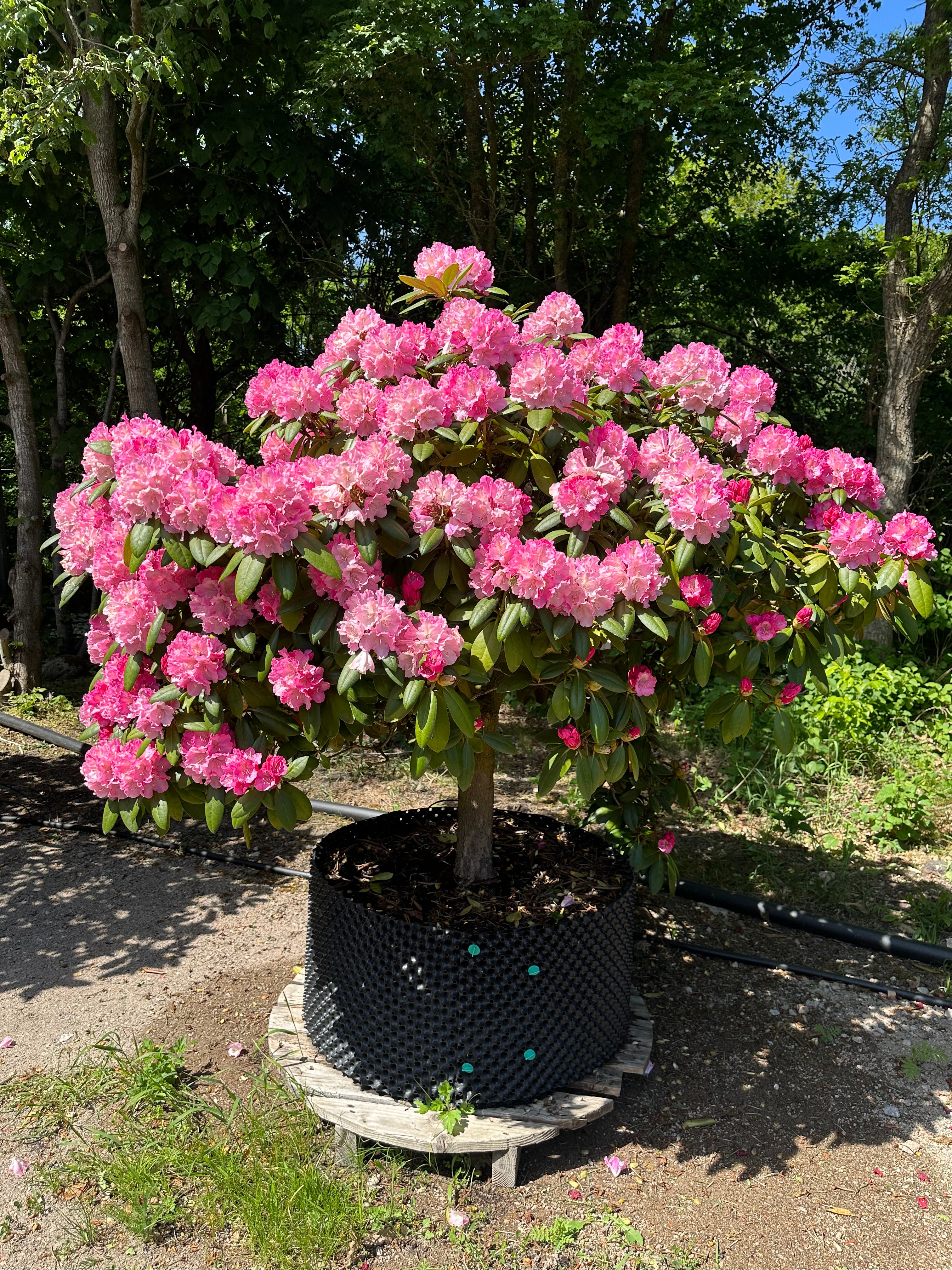 Opstammet Rhododendron yakushimanum Polaris i blomst.