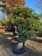 Opstammet rhododendron, Rhododendron yakushimanum Polaris, med en tæt og rundet krone.