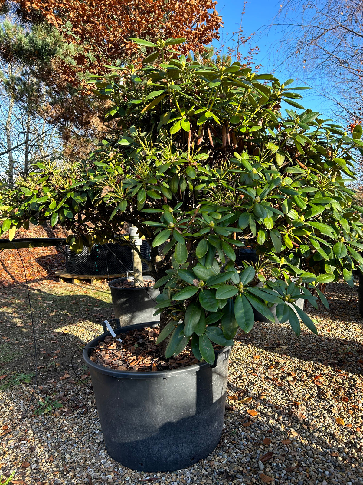 Opstammet rhododendron, Rhododendron yakushimanum Polaris, med en tæt og rundet krone.
