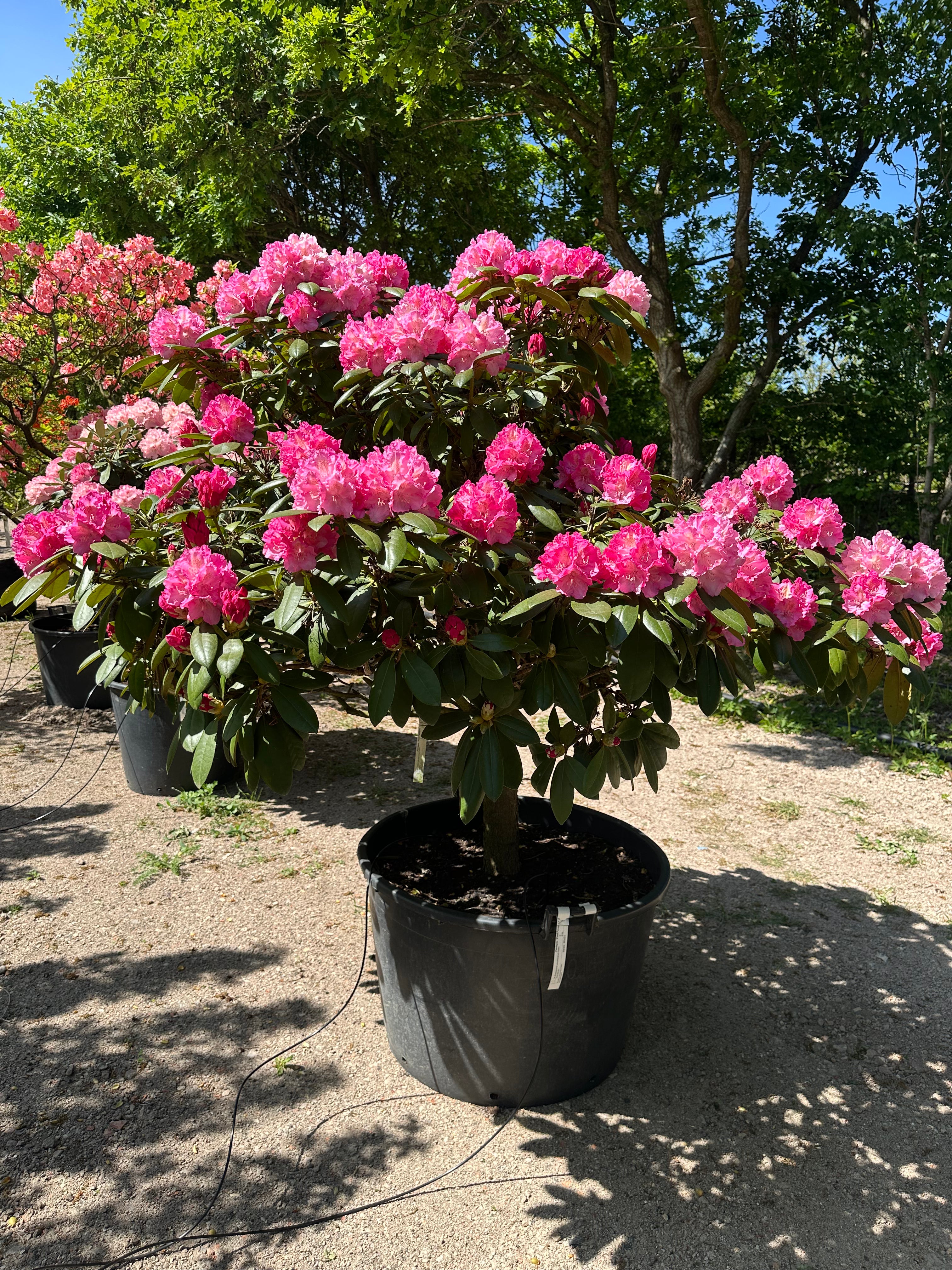 Opstammet Rhododendron yakushimanum Polaris i fuld blomst med et væld af lyserøde farver.