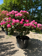 Opstammet Rhododendron yakushimanum Polaris i fuld blomst med et væld af lyserøde farver.