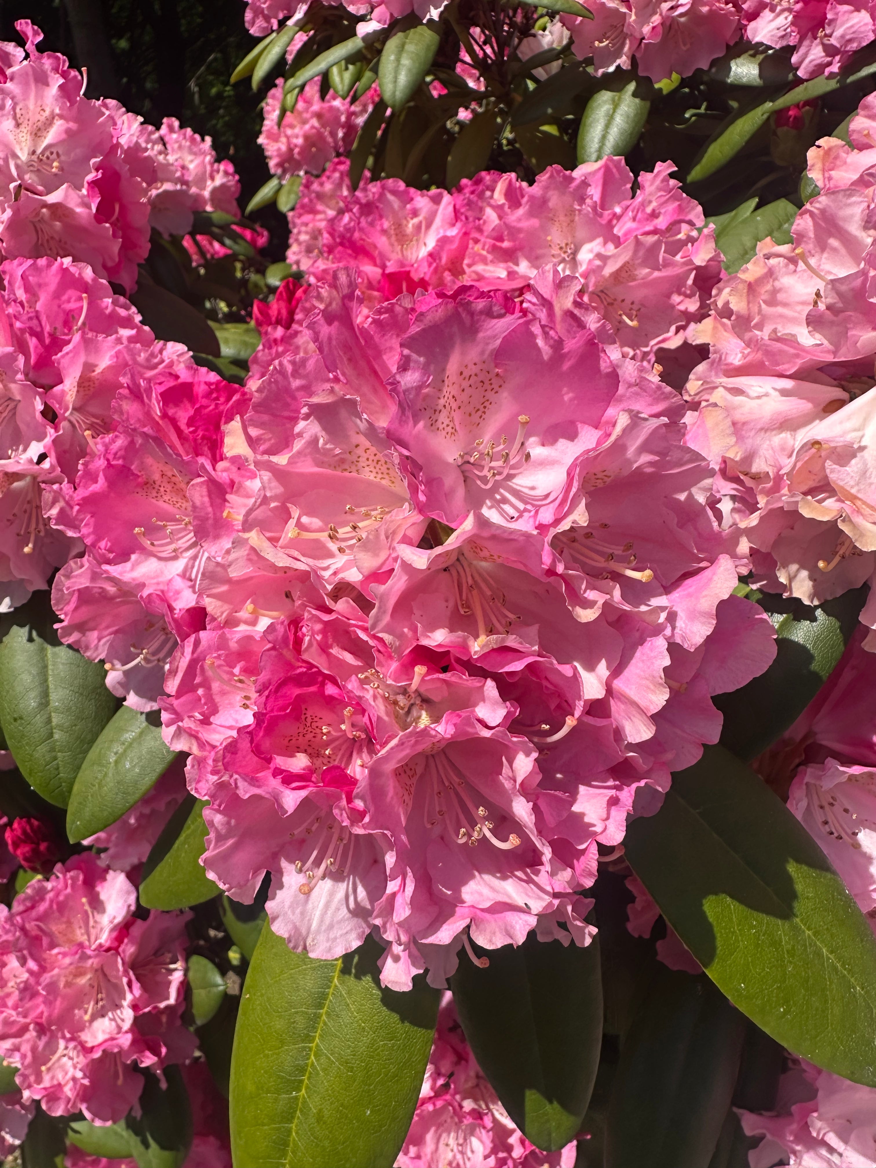 En tæt klase af tragtformede, lyserøde forårsblomster med let krusede kanter på en Rhododendron yakushimanum Polaris.