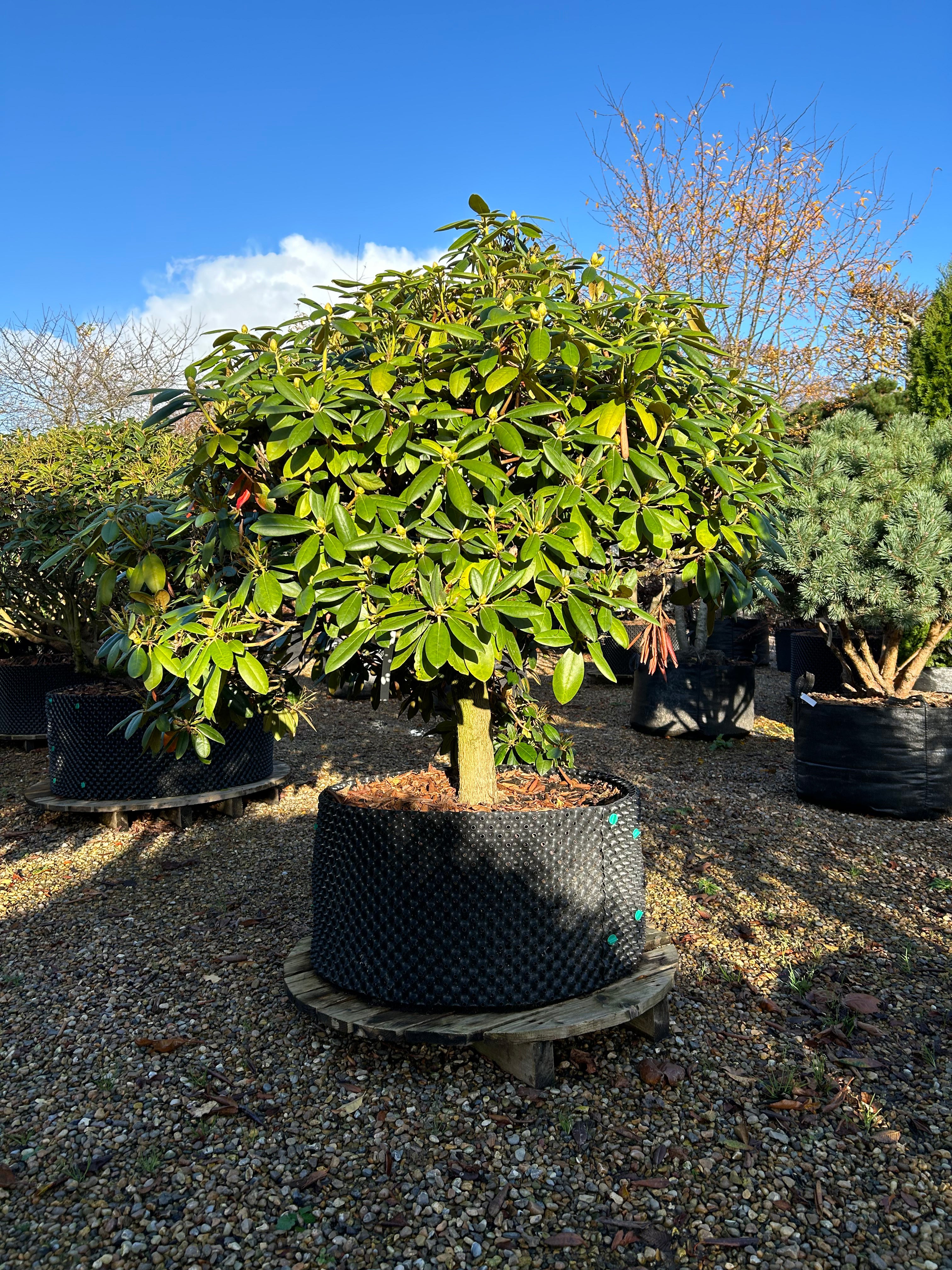 Opstammet rhododendron, Rhododendron yakushimanum Polaris, med en tæt og rundet krone.