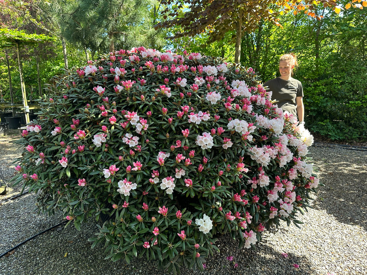 Tæt og kompakt Rhododendron yakushimanum Schneekissen på vej i fuld blomst med store klaser af snehvide blomster over et mørkegrønt løv.