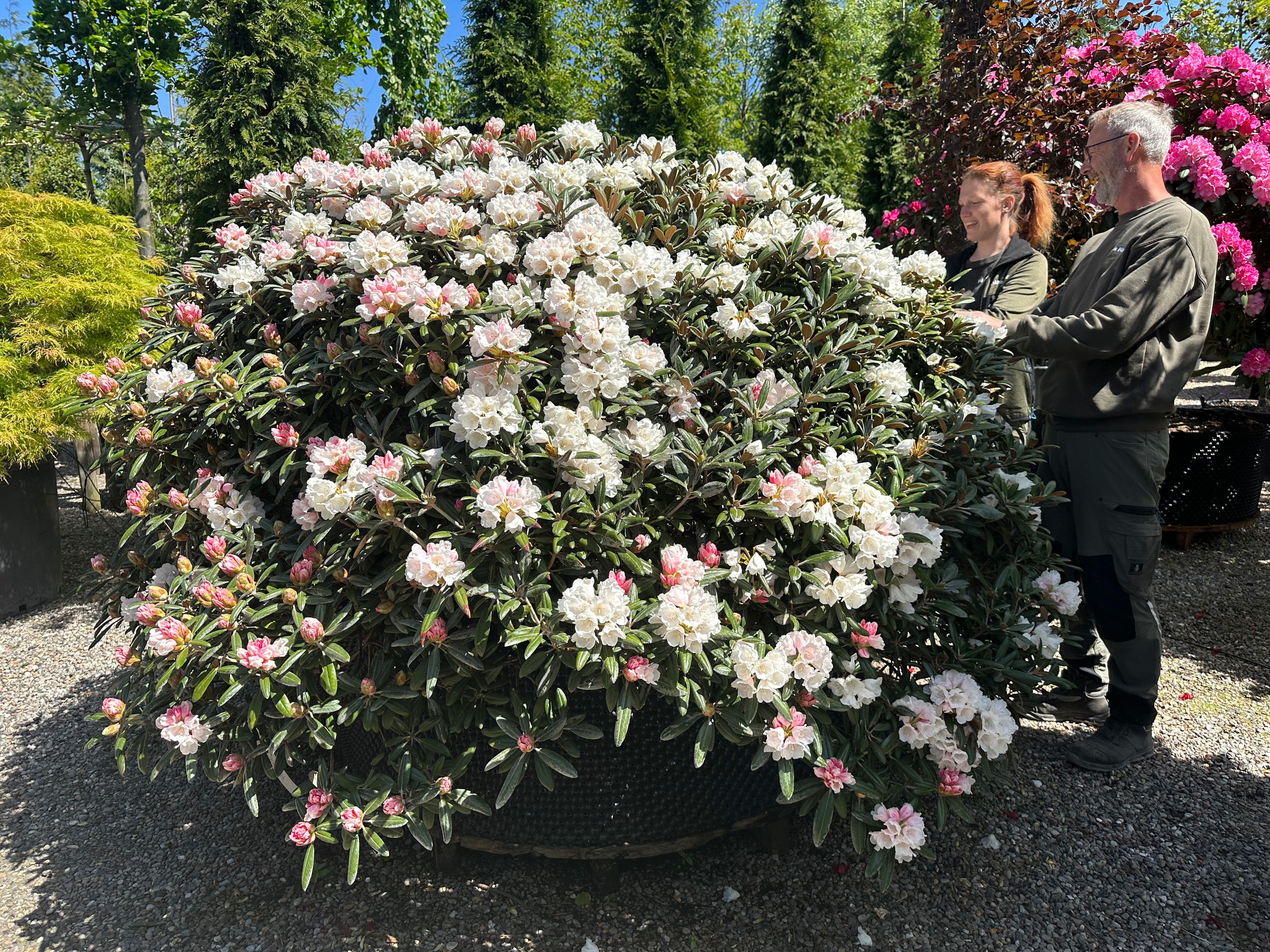 Tæt og kompakt Rhododendron yakushimanum Schneekissen, næsten i fuld blomst med store klaser af snehvide blomster over et mørkegrønt løv.