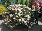 Tæt og kompakt Rhododendron yakushimanum Schneekissen, næsten i fuld blomst med store klaser af snehvide blomster over et mørkegrønt løv.