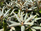 Tætte og behårede blomsterknopper på en Rhododendron yakushimanum Schneekissen, der sidder klar i grenenderne før udspring.