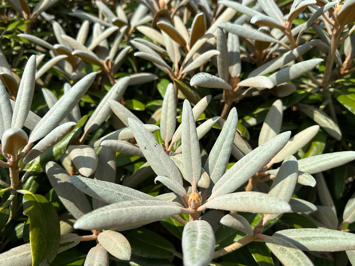 Tætte og behårede blomsterknopper på en Rhododendron yakushimanum Schneekissen, der sidder klar i grenenderne før udspring.