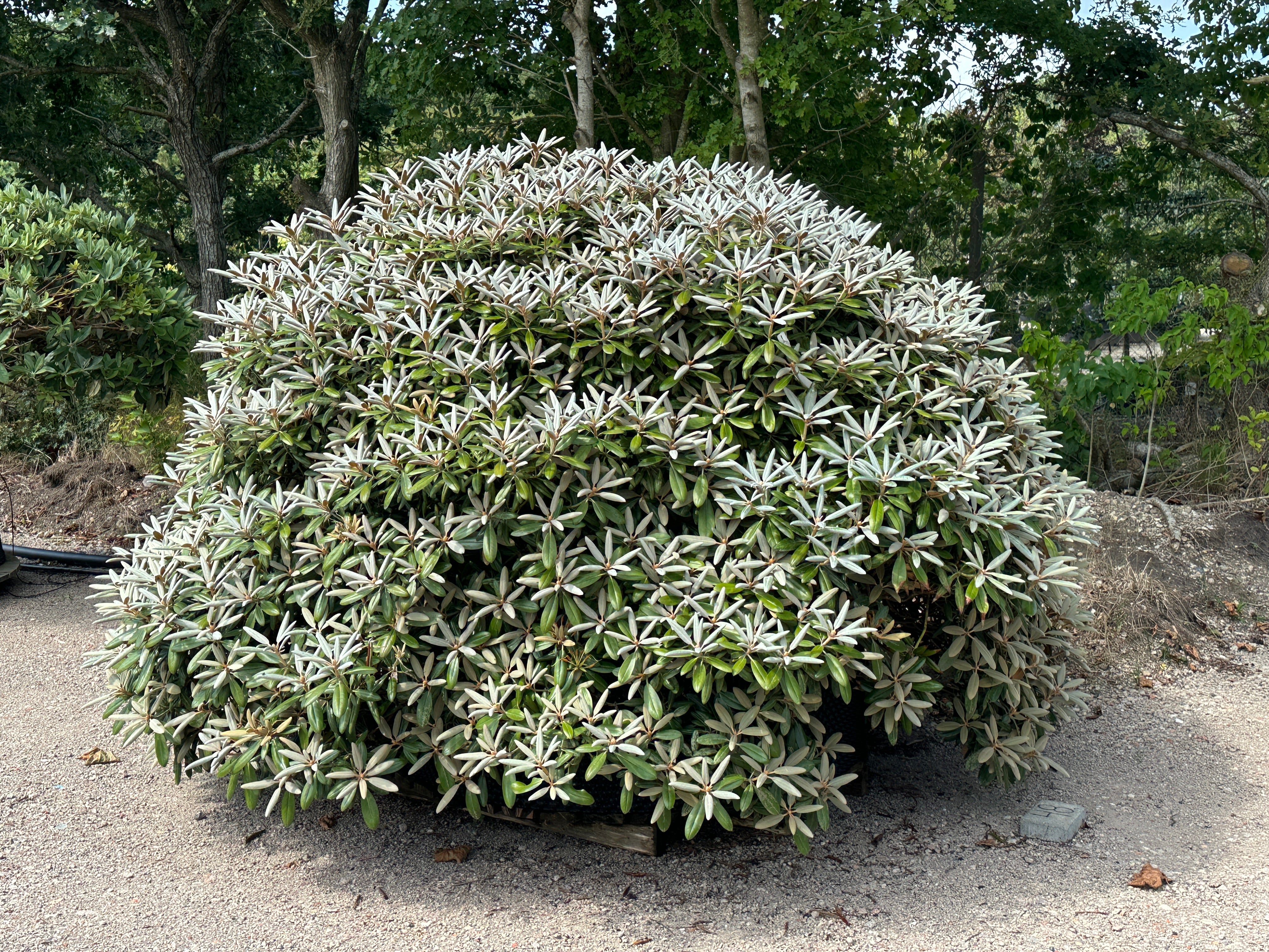 Stedsegrøn Rhododendron yakushimanum Schneekissen med det blivende mørkegrønne løv og tydelige, nye knopper.