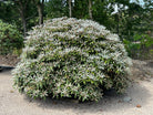 Stedsegrøn Rhododendron yakushimanum Schneekissen med det blivende mørkegrønne løv og tydelige, nye knopper.