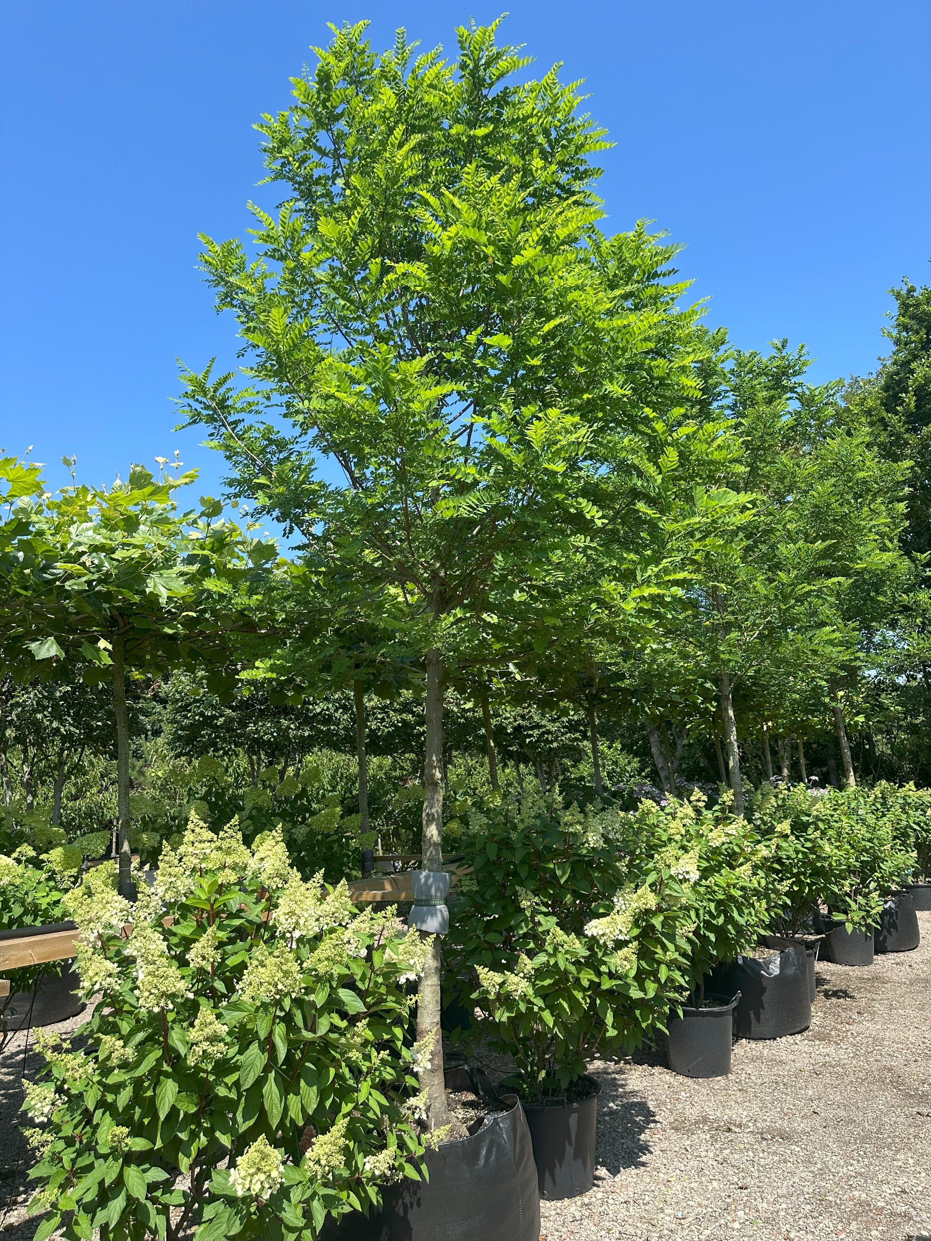 Opstammet robinia, Robinia pseudoacacia 'Bessoniana', med en tæt, rund krone af lysegrønne blade.