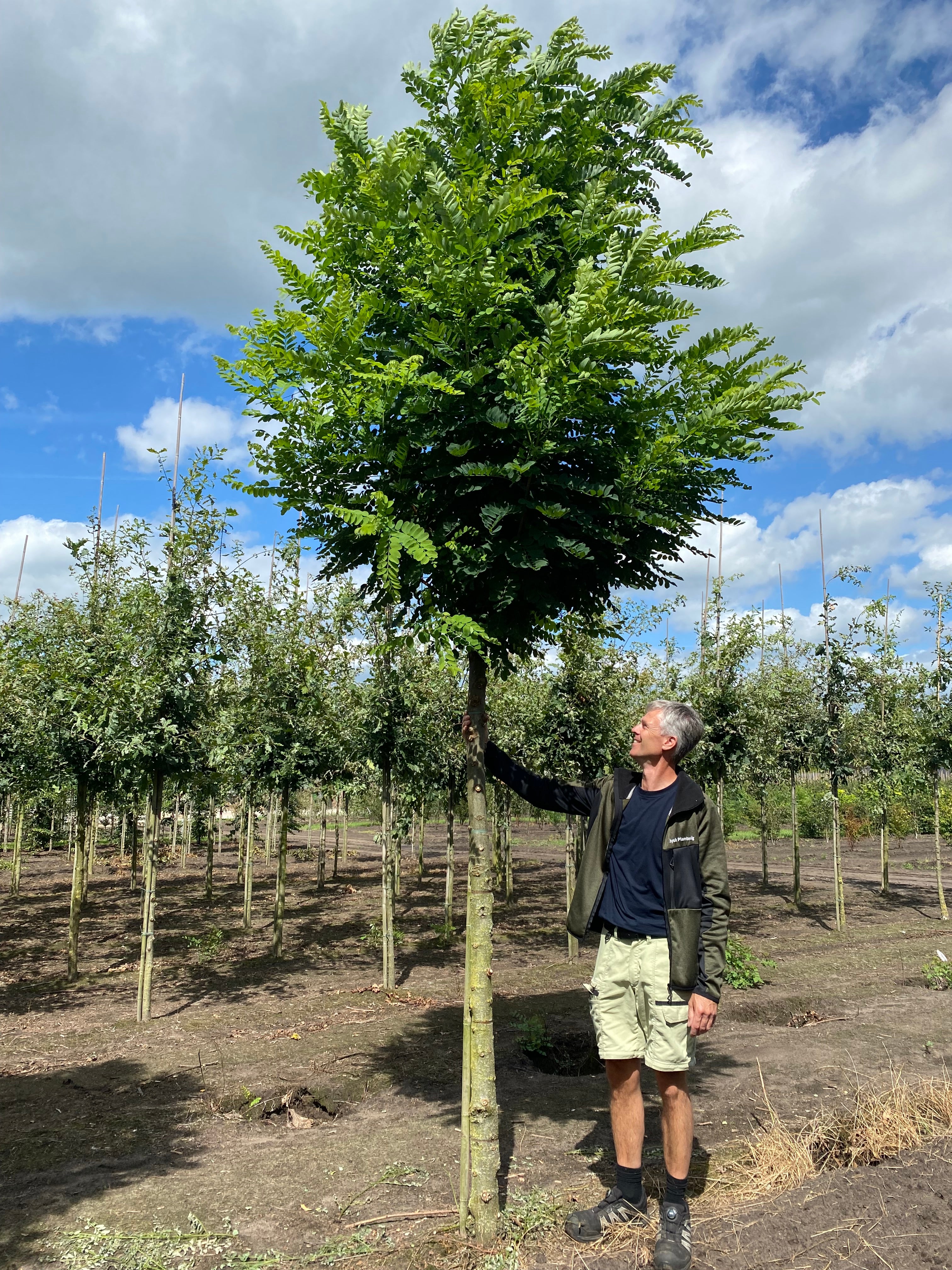 Opstammet robinia, Robinia pseudoacacia 'Bessoniana', med en tæt, rund krone af lysegrønne blade.