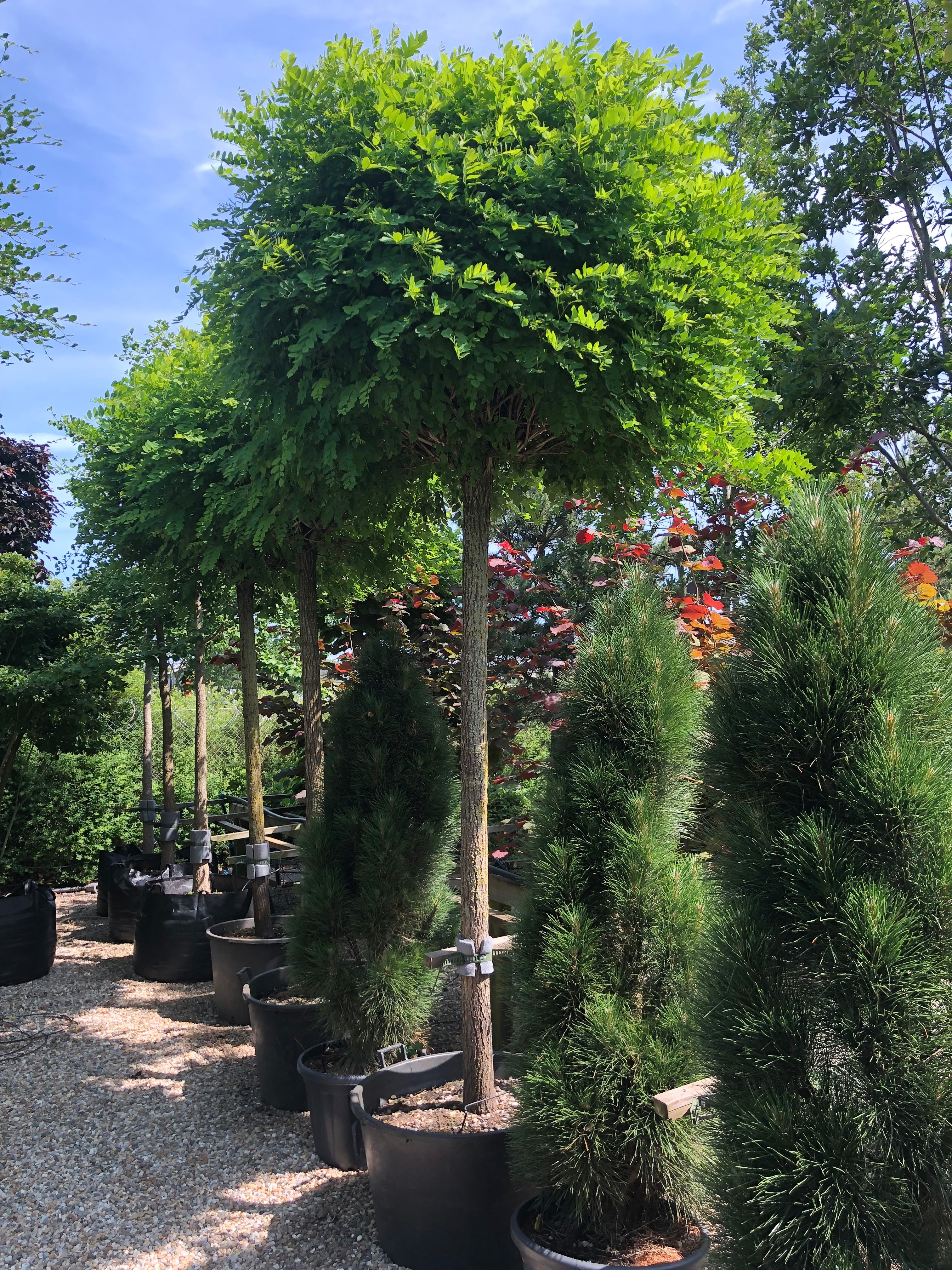 Opstammet Robinia Umbraculifera i fuld sommervækst med en kompakt, kuglerund krone af lette og fjeragtige grønne blade på en stamme med gråbrunt bark med dybe, lodrette og snoede furer.