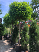 Opstammet Robinia Umbraculifera i fuld sommervækst med en kompakt, kuglerund krone af lette og fjeragtige grønne blade på en stamme med gråbrunt bark med dybe, lodrette og snoede furer.