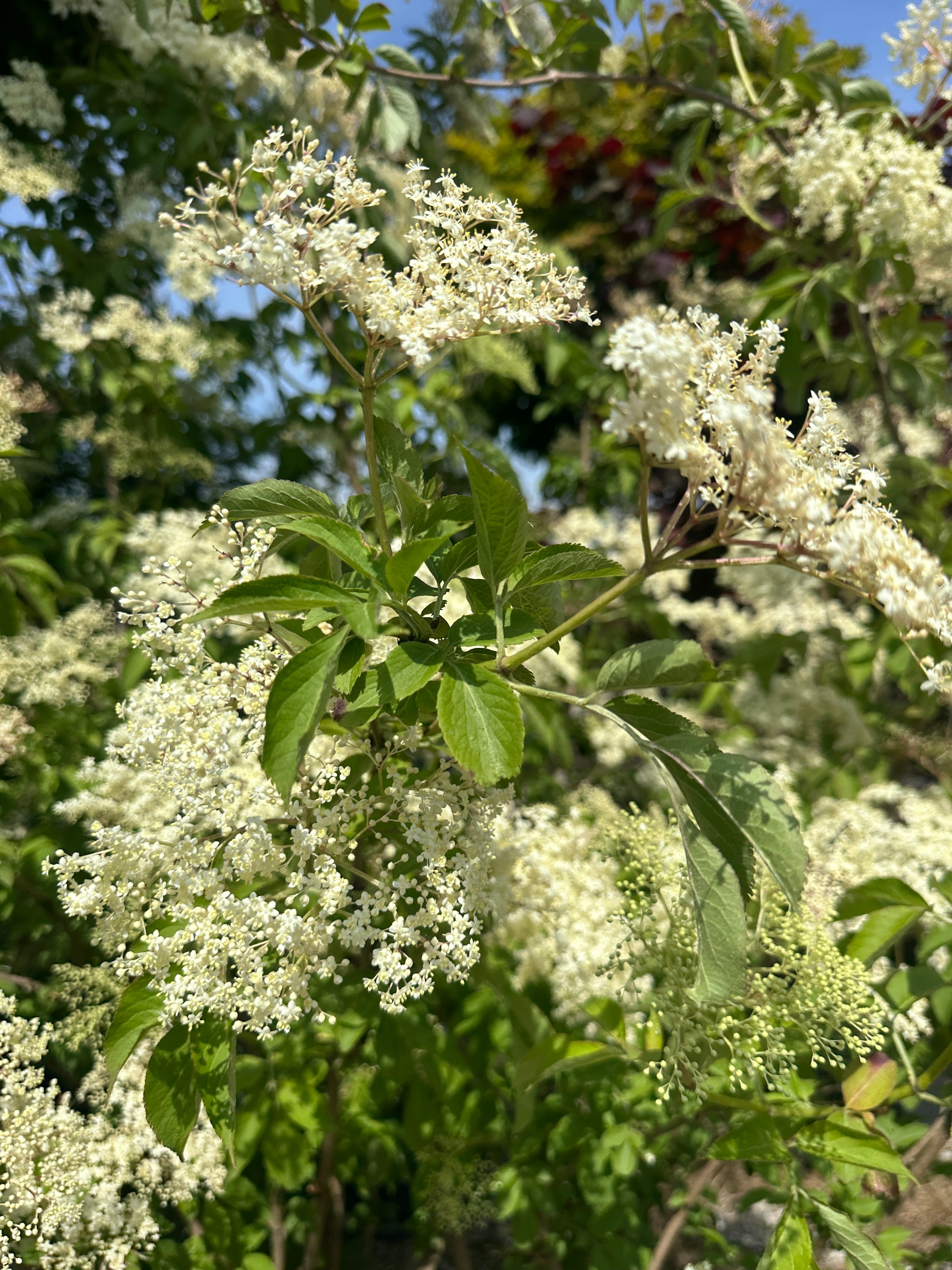 Nærbillede af en stor og flad cremehvid hyldeblomstskærm fyldt med tusindvis af små fine stjerneformede blomster.