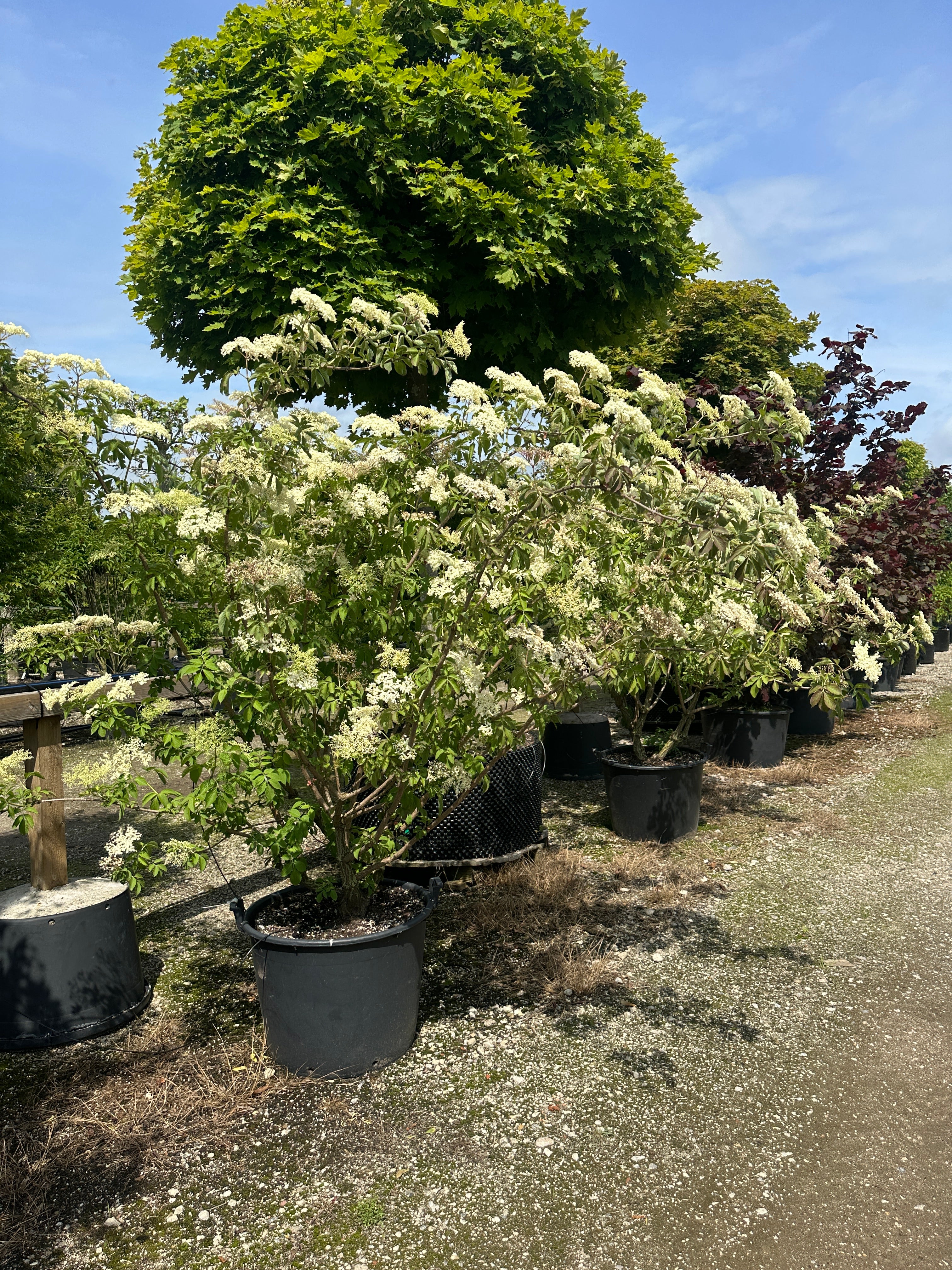 Multistammet hyld med flere synlige og rå stammer i bunden under en bred og luftig krone fyldt med store cremehvide blomsterskærme.