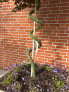 Nærbillede af den unikt snoede, spiralformede stamme på en opstammet rød japansk ahorn, Acer palmatum 'Skeeter's Broom'.