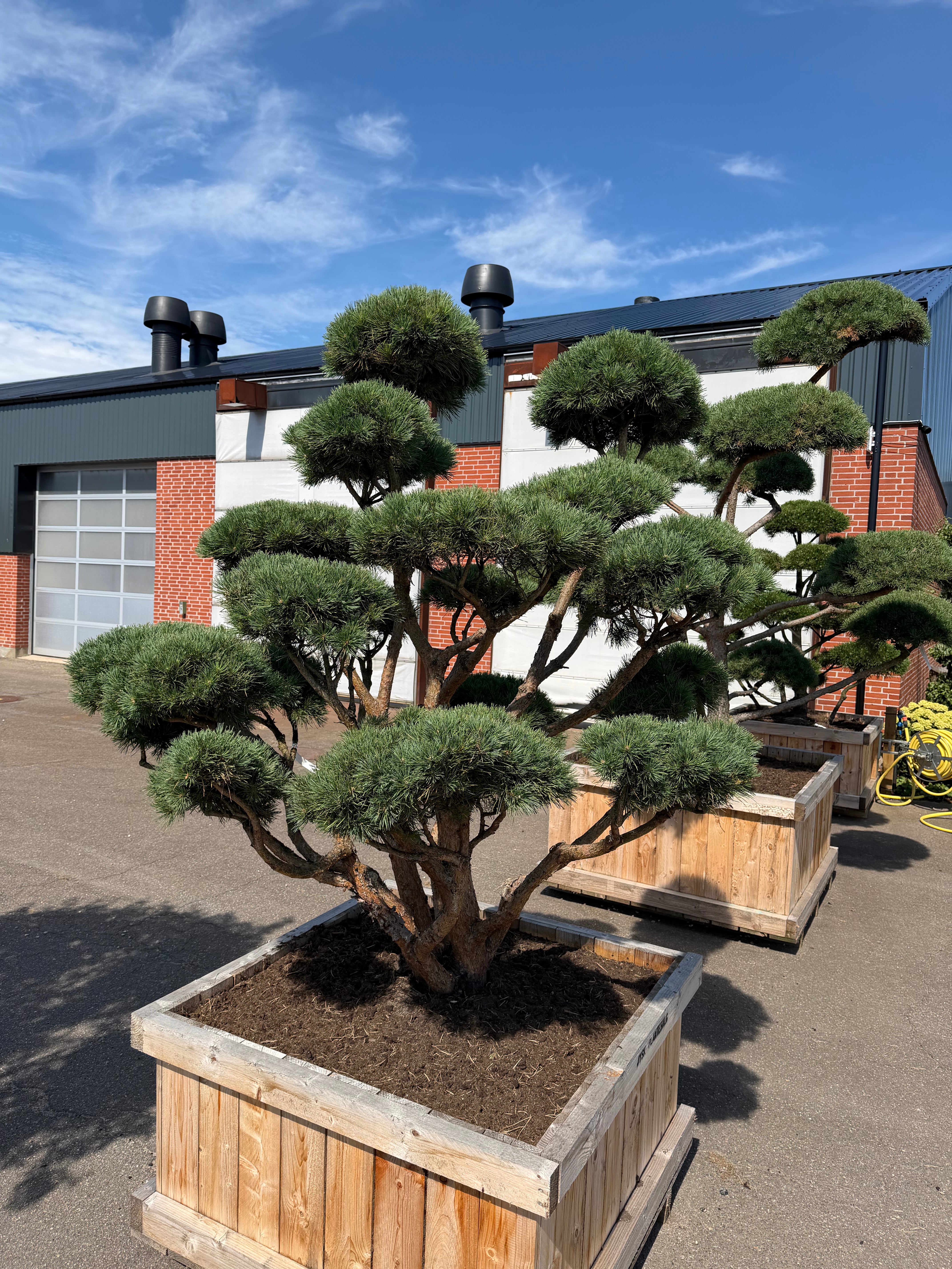 Formklippet skovfyr-bonsai 'Watereri' med fritlagte, krogede grene og grønne nåleskyer.