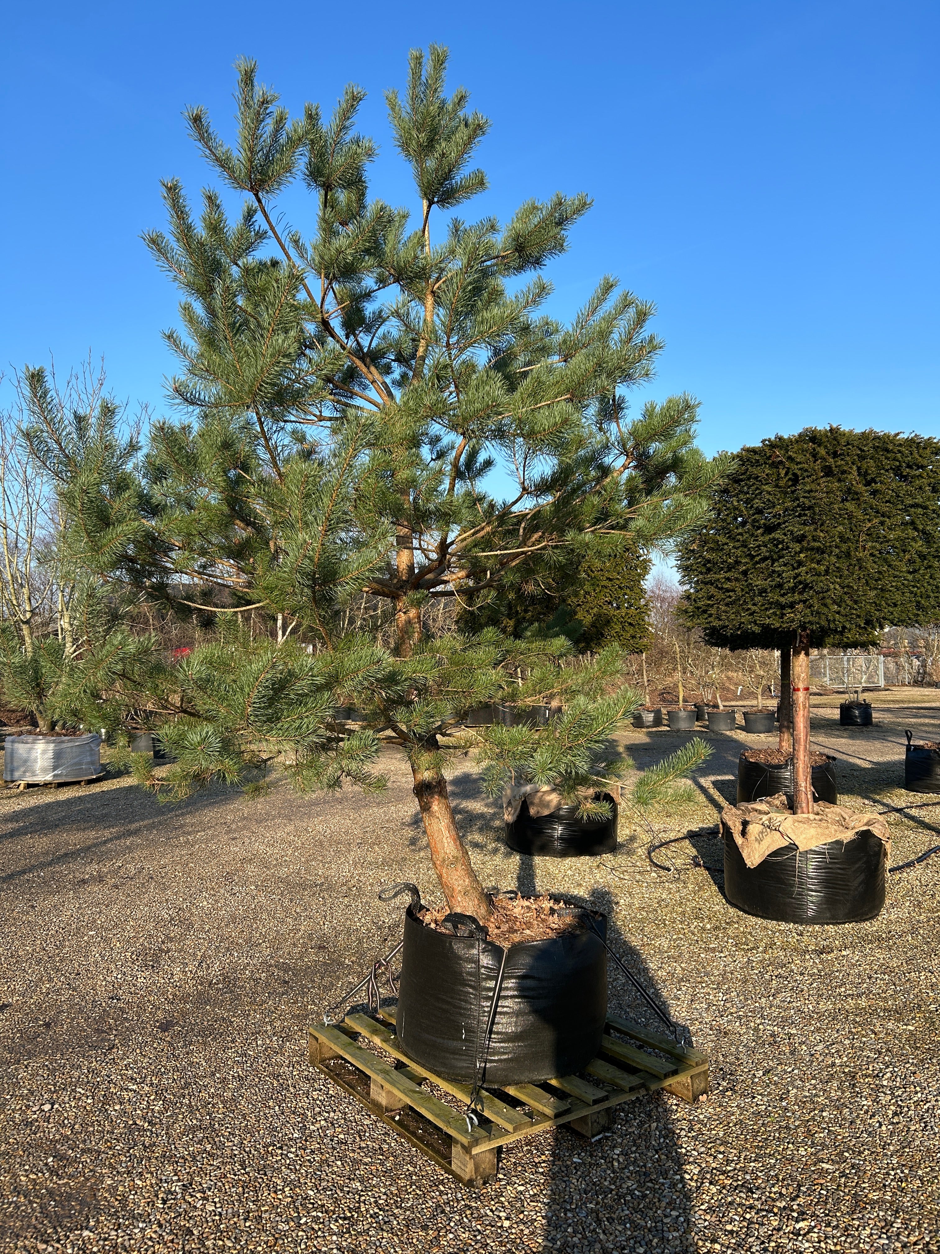 Opstammet skovfyr - Pinus sylvestris, et stedsegrønt prydtræ med rødbrun stamme og rund krone.