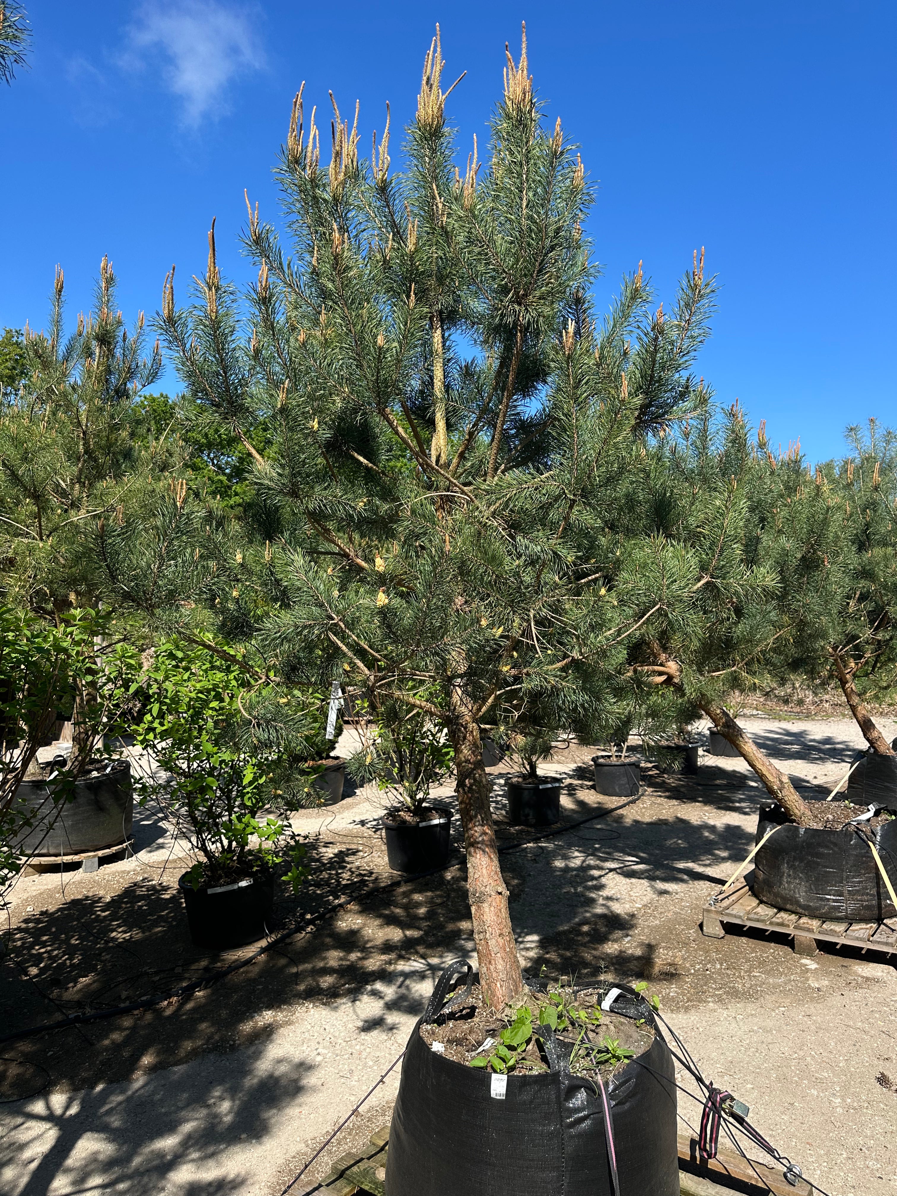 Opstammet skovfyr - Pinus sylvestris, et stedsegrønt prydtræ med rødbrun stamme og rund krone.