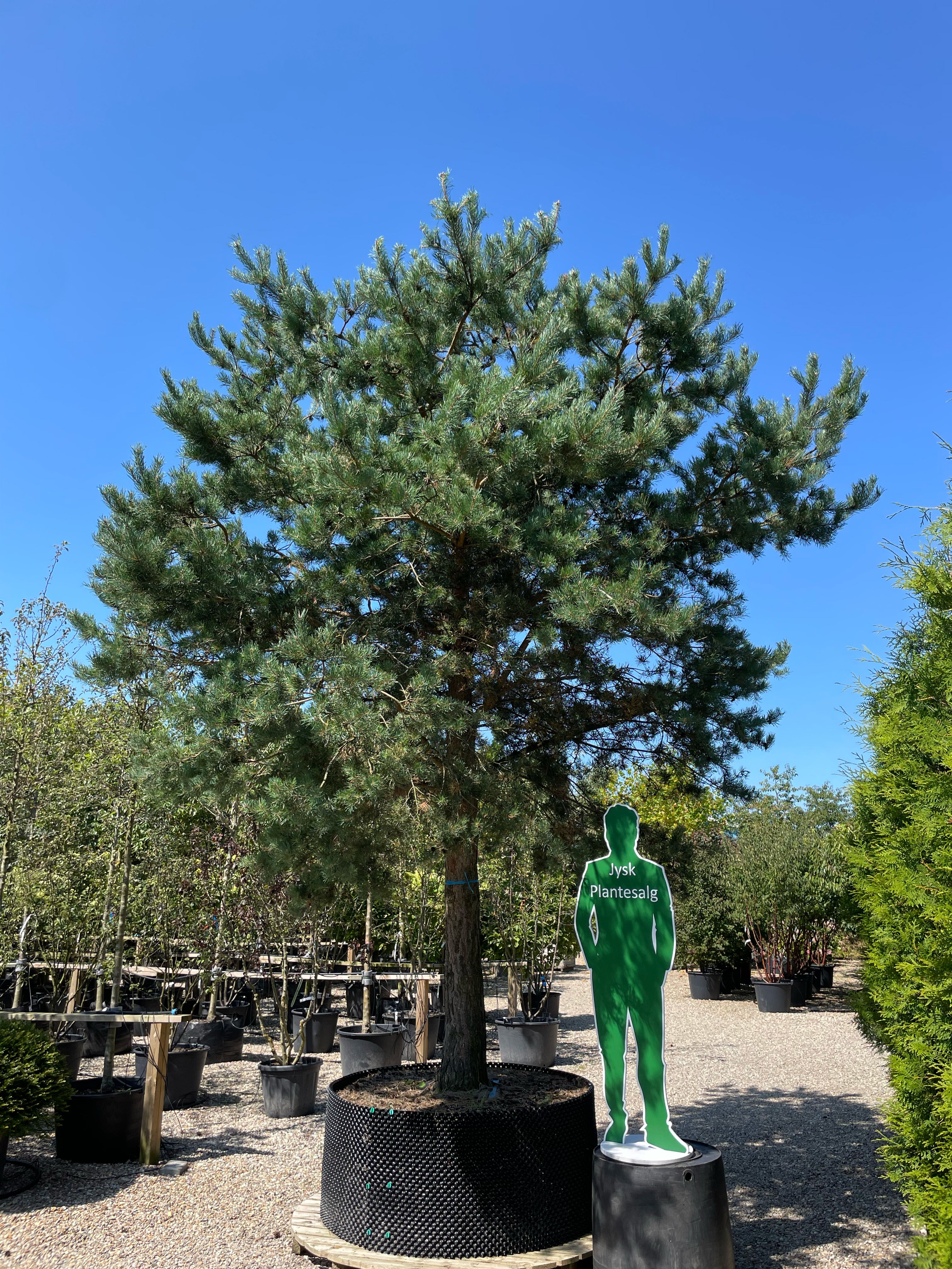 En multistammet Pinus sylvestris skovfyr som viser sine mange rå stammer og en åben, skulpturel krone af blågrønne nåle.