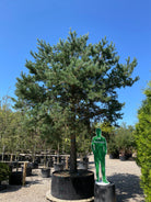 En multistammet Pinus sylvestris skovfyr som viser sine mange rå stammer og en åben, skulpturel krone af blågrønne nåle.
